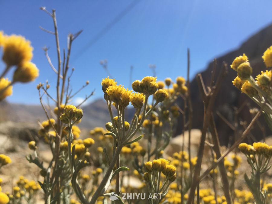 山野黄花映蓝天