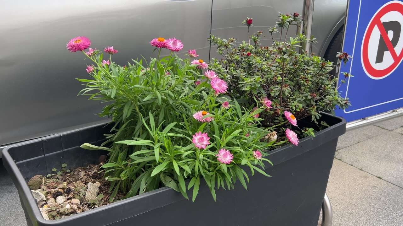 路边小花
