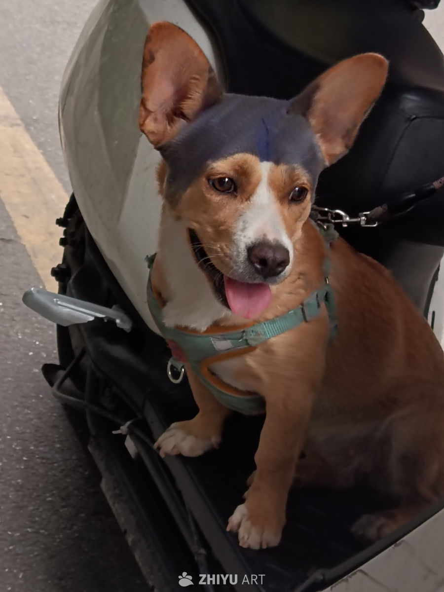 狗