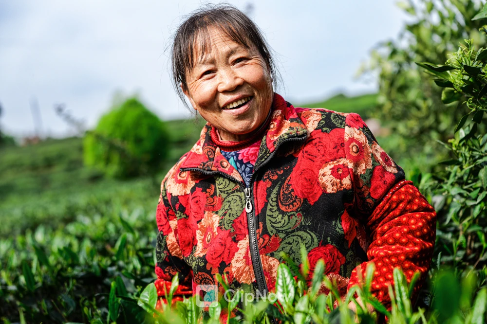 茶园中笑容灿烂的采茶农妇特写摄影
