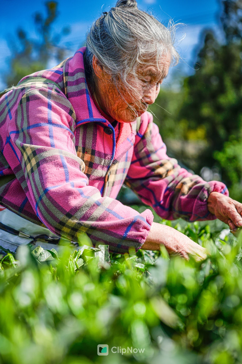 茶园中专注采摘茶叶的老年农妇特写摄影