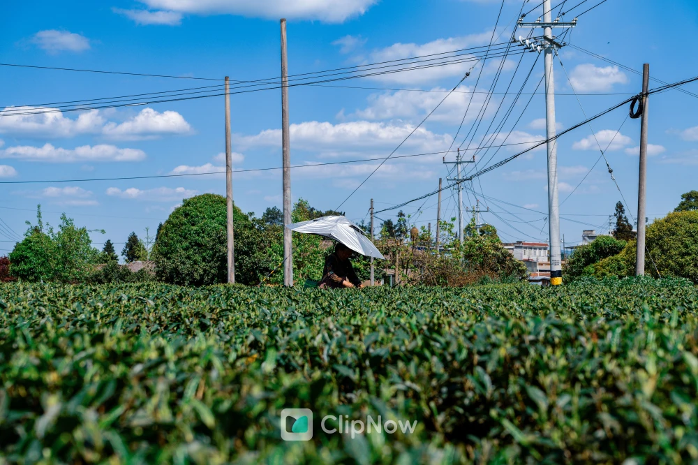 蓝天白云下茶园采茶农妇撑伞劳作风光摄影
