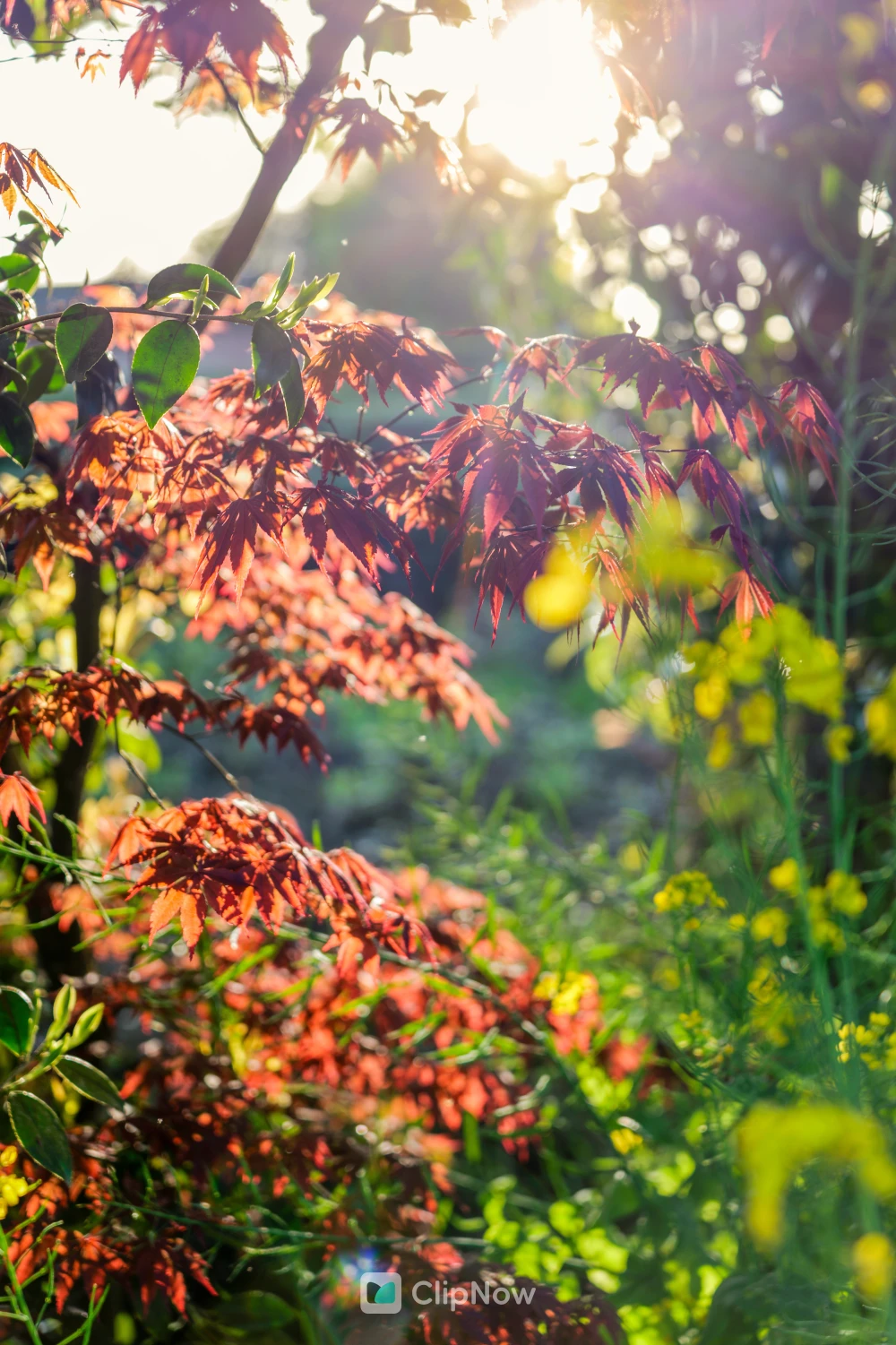 逆光下红枫嫩叶与绿色植被特写，唯美自然光影