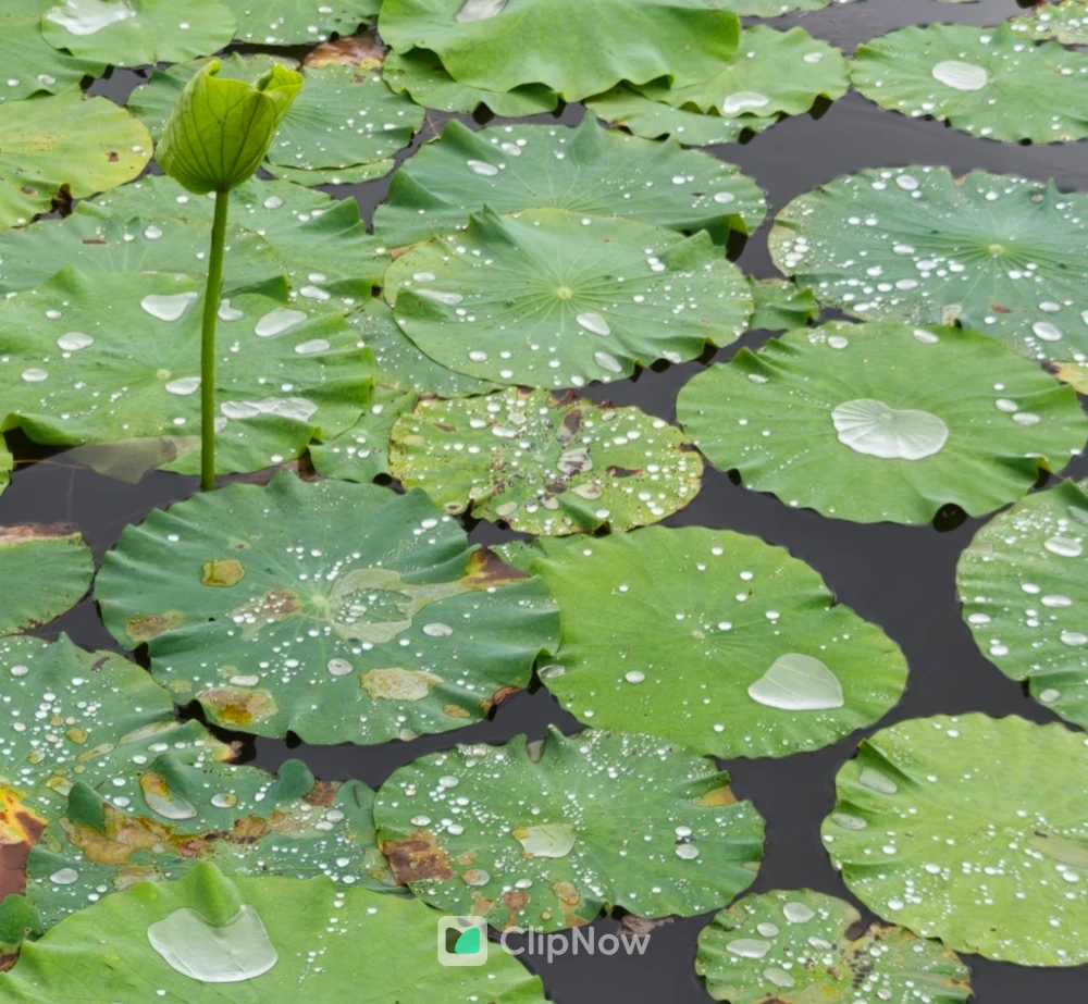 夏日雨后荷塘