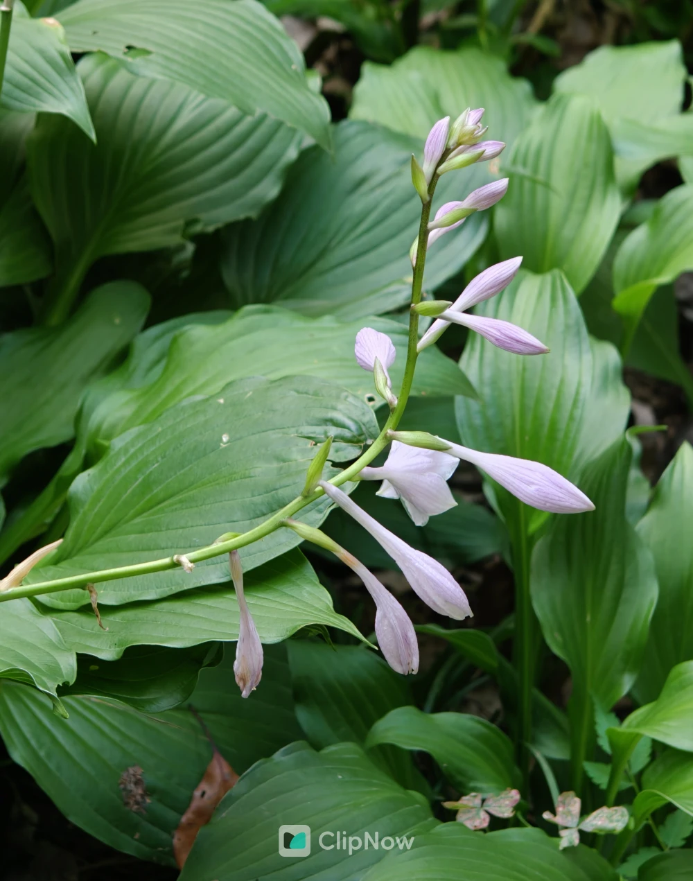 玉簪花淡紫色花朵与宽大绿叶特写自然摄影