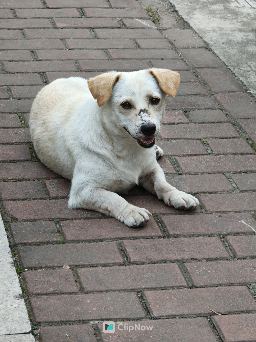 趴在红砖路面上的白色混血犬特写摄影