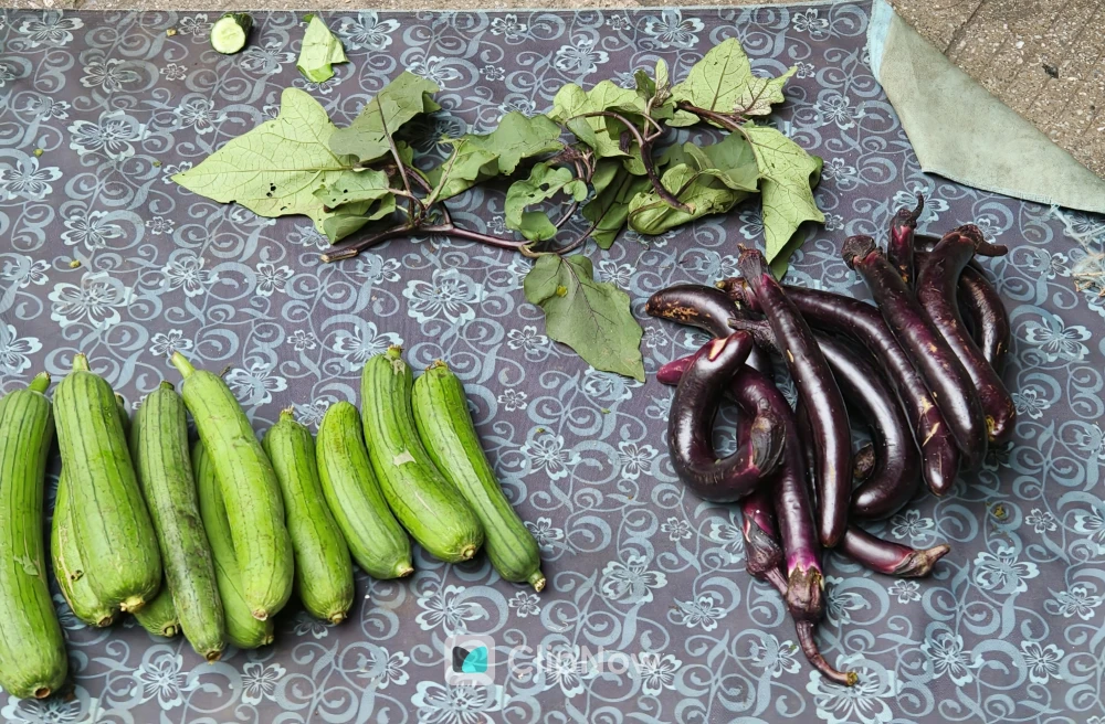 新鲜采摘的丝瓜与长茄子平铺俯拍素材