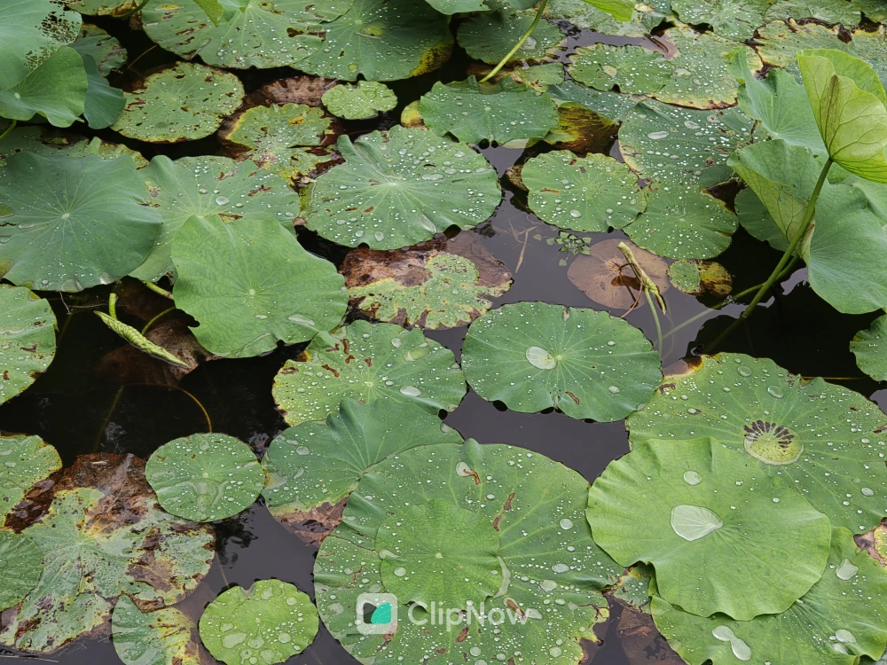 雨后荷塘翠绿荷叶水珠特写自然纹理背景