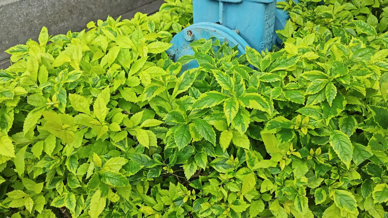 4K风吹金边假连翘