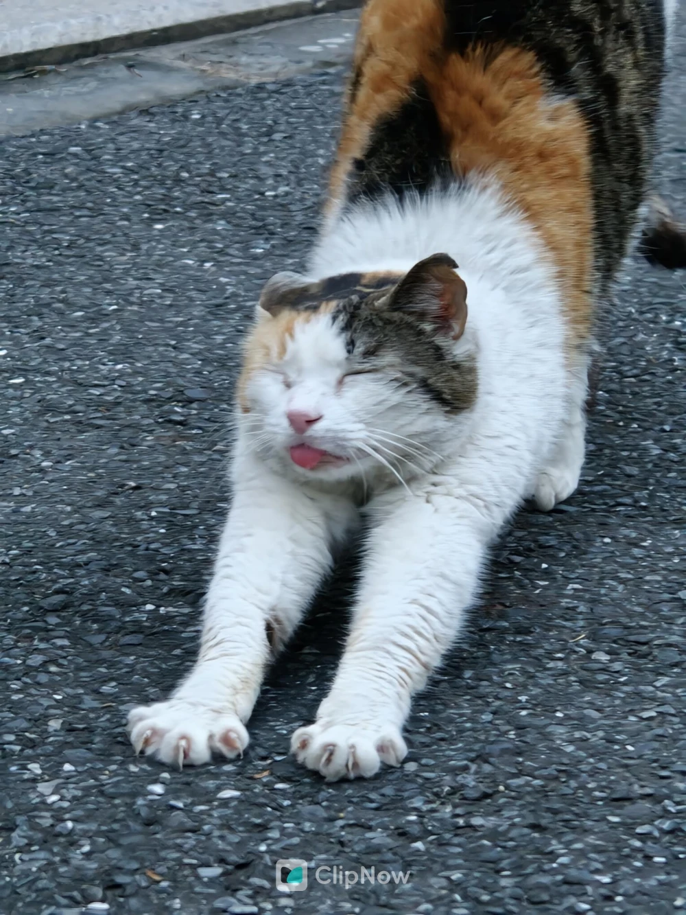 三花猫在沥青路面伸懒腰吐舌头特写