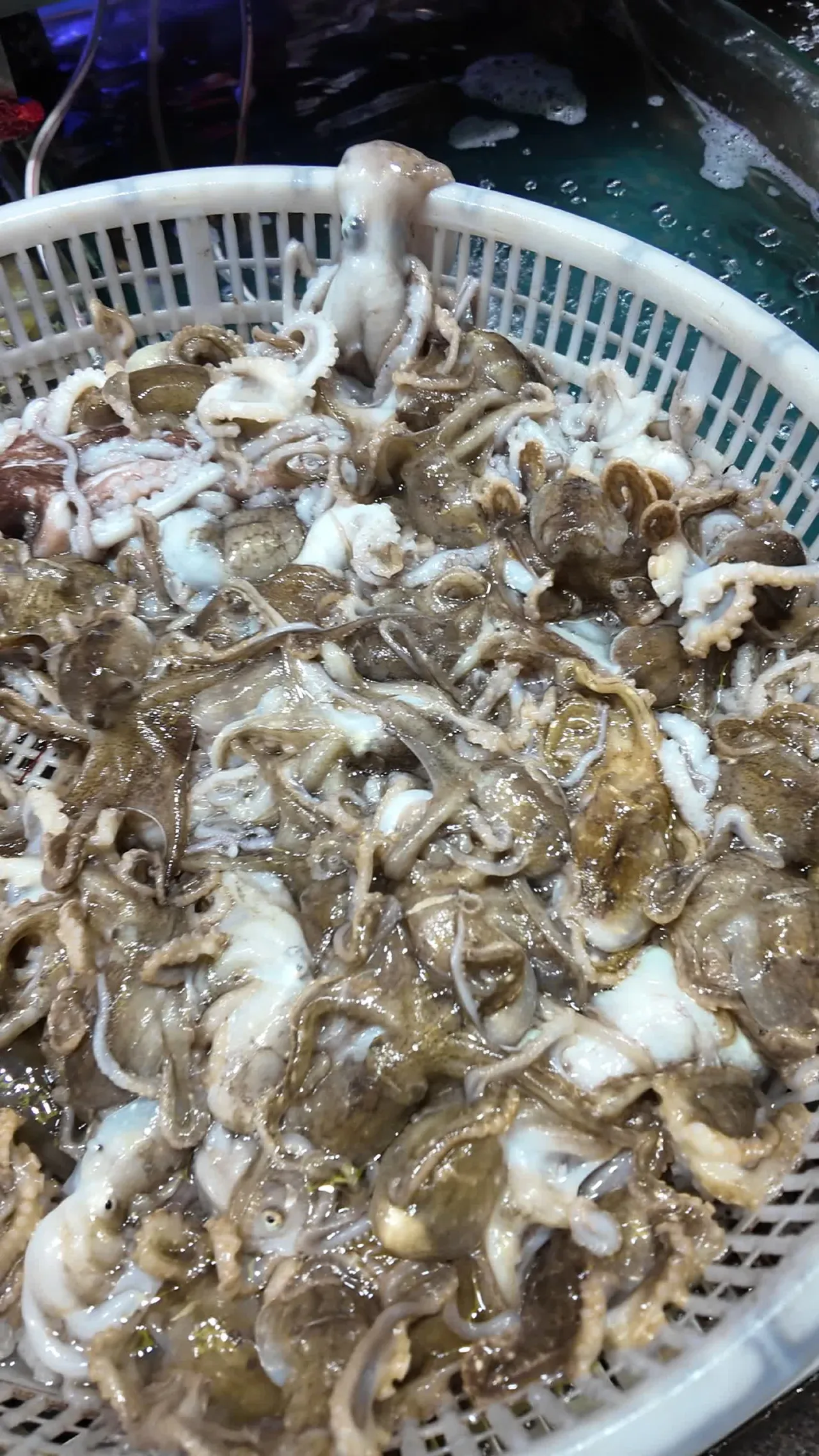 海鲜 24