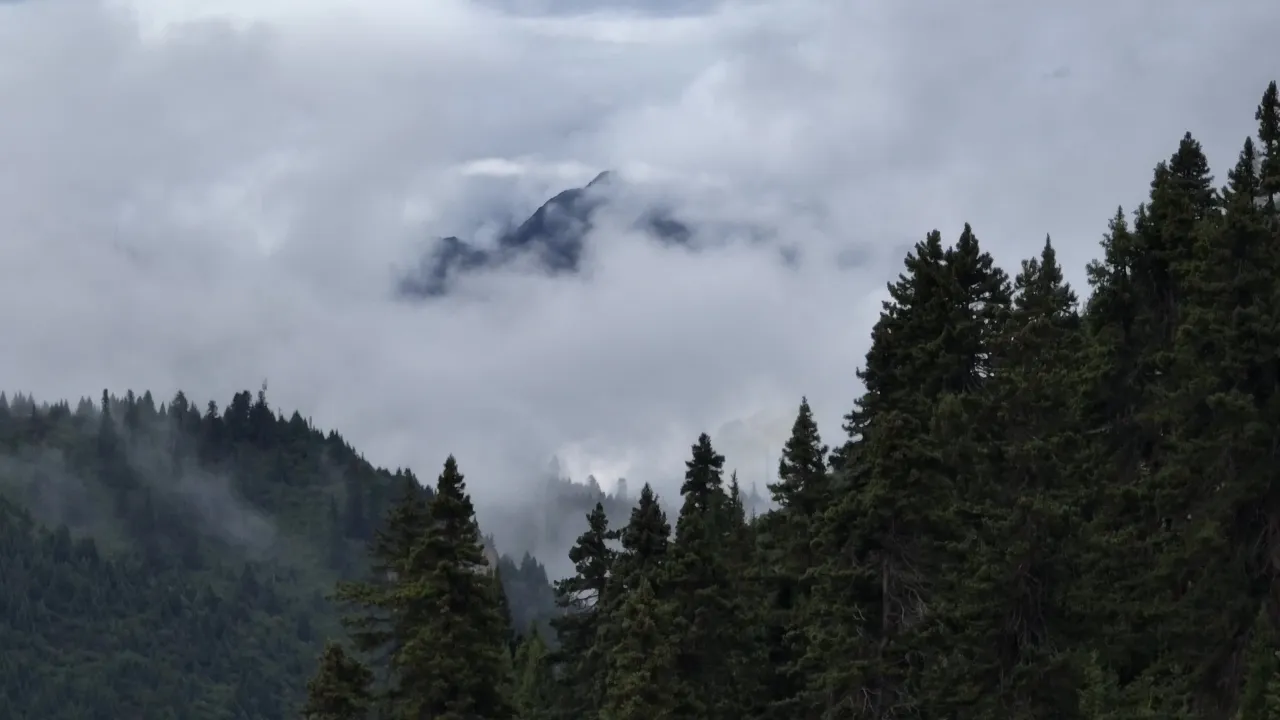 云雾缭绕的森林山谷延时摄影