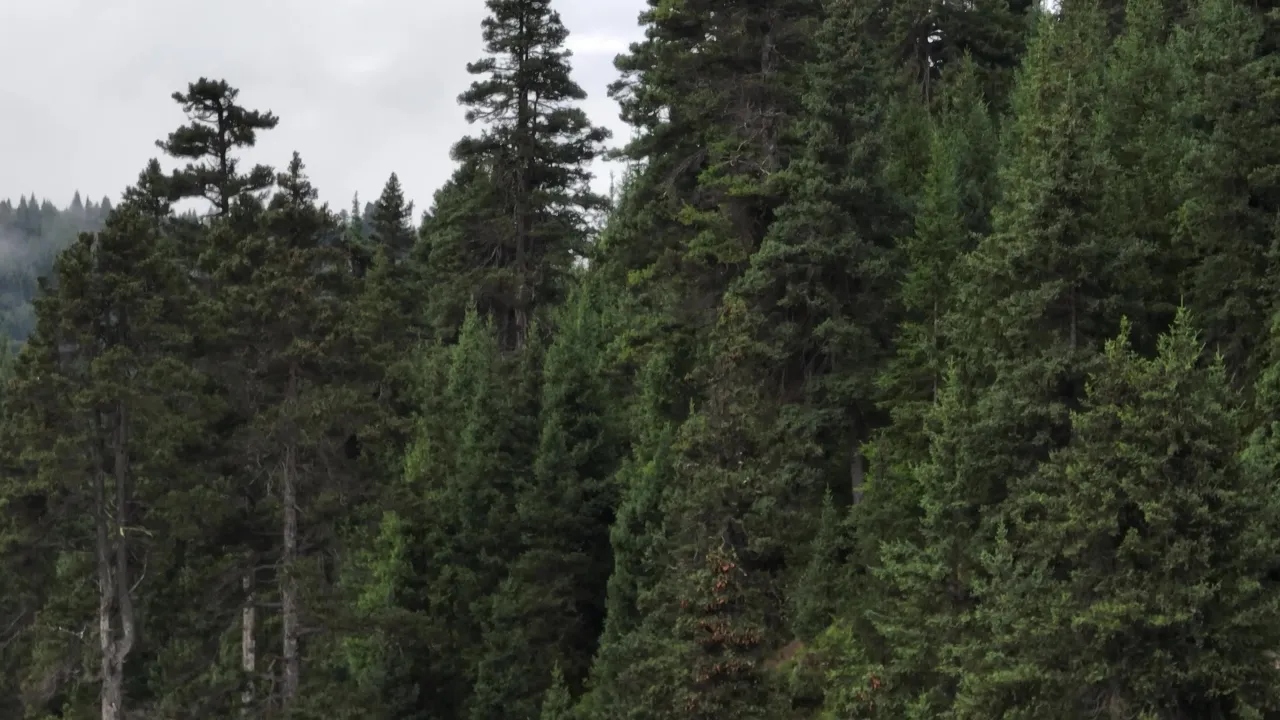云雾缭绕的高山针叶林全景