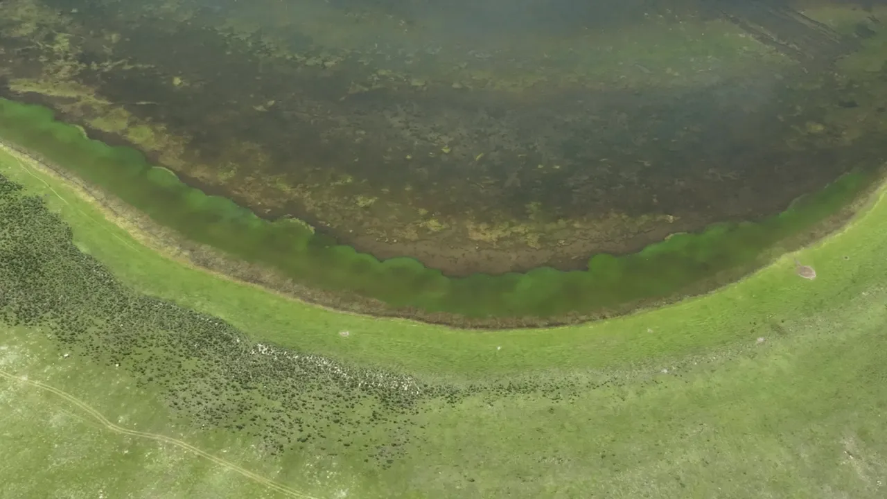 航拍绿色湿地湖泊与蜿蜒水岸