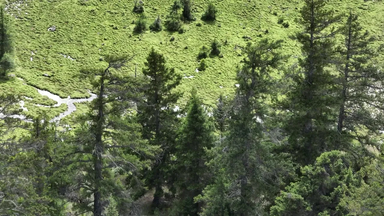 高山草甸溪流与松林航拍