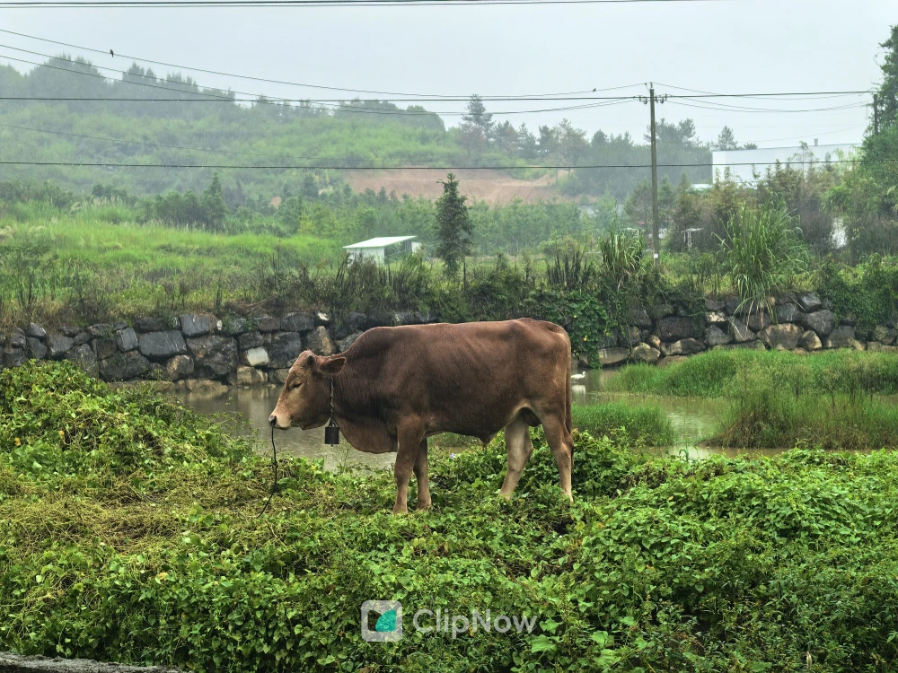 雨中乡间水塘边伫立的棕色耕牛与绿色植被风光
