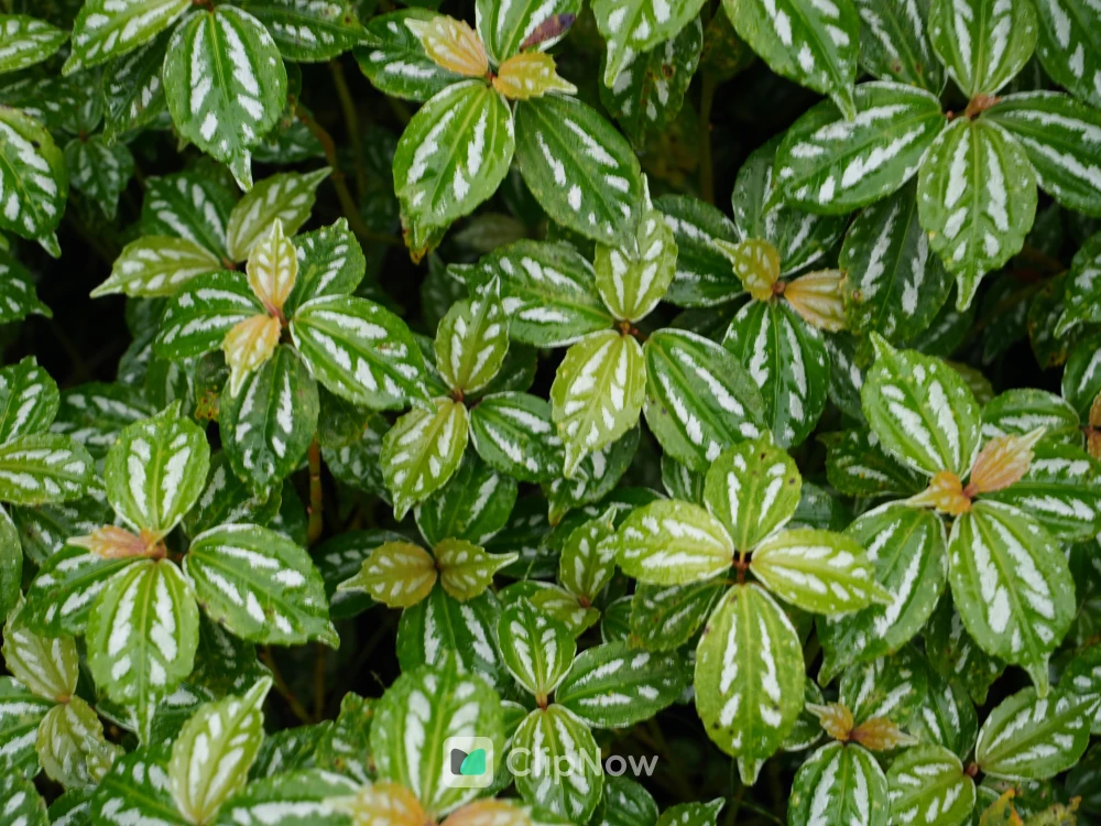 冷水花绿叶植物纹理特写摄影